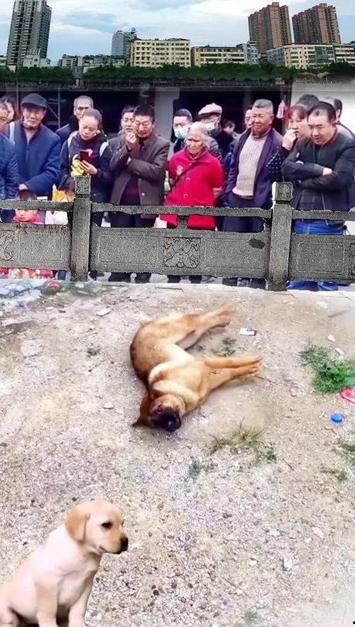 吃瓜群众指什么动物,揭秘猴子的社交智慧