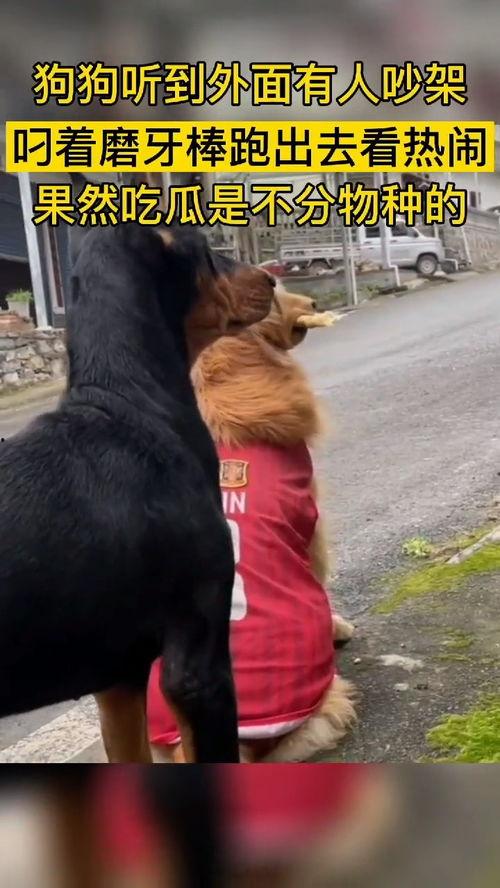 吃瓜群众指什么动物,揭秘猴子的社交智慧