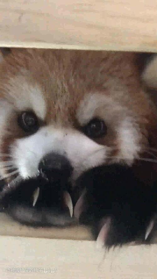 娱乐吃瓜酱小动物视频大全,趣味十足！小动物吃瓜视频大盘点